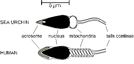 A) The normal circular trajectory of a sea urchin sperm is