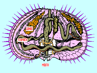 sea urchin test anatomy