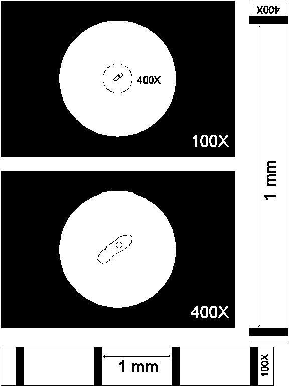 Size Under the Microscope Graphic