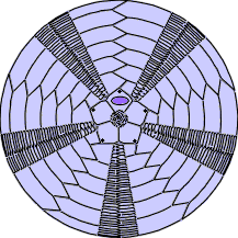 sea urchin test anatomy