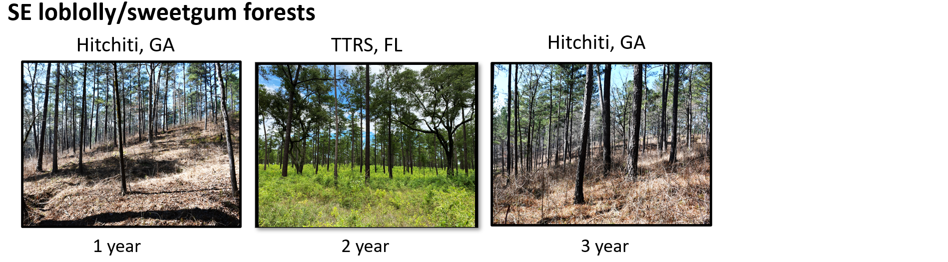 3DFuels SE Loblolly Sweetgum Forests