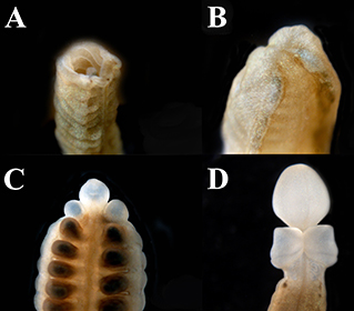 FHL Tide Bites