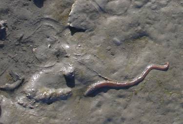 Large-bodied Earthworm