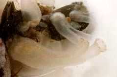 Ciona savignyi, attached to mussel shells