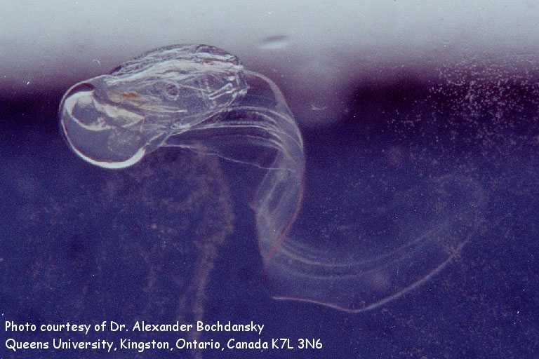 Oikopleura vanhoeffeni, a larvacean Urochordate