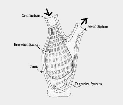 Diagram of adult solitary tunicate