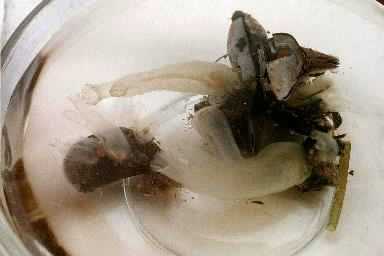 Ciona savignyi on mussel shells