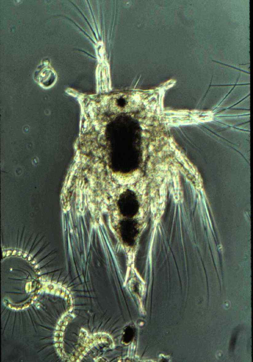 Barnacle larva