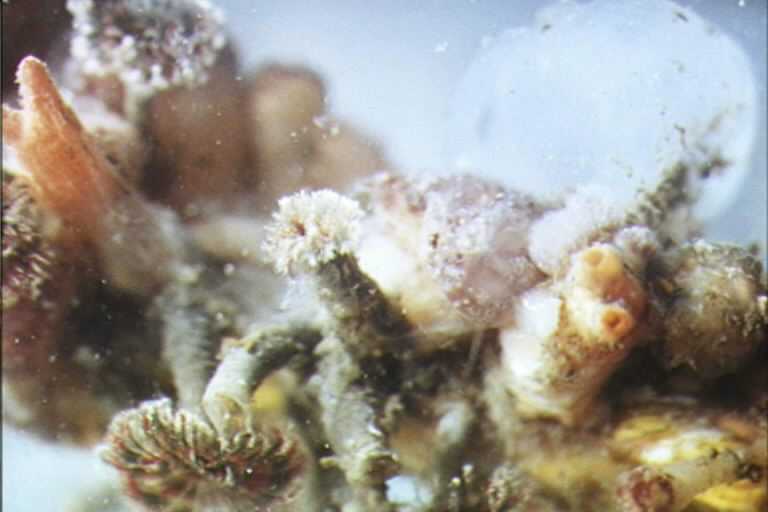 Close-up of organisms attached to rope