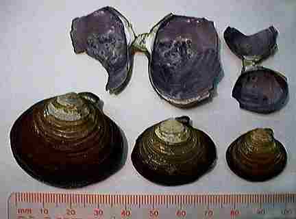 Purple varnish clam