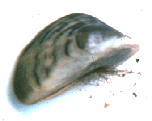 The zebra mussel