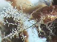 Hydroid colonies