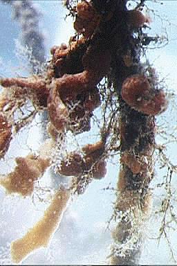 Hydroid colonies overgrown with colonial tunicates