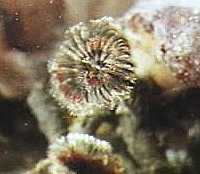 The tubeworm, Eudistylia vancouveri