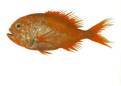 Orange Roughy Image