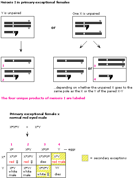 Answer key to practice problems -- Genetics 371B Autumn 1999