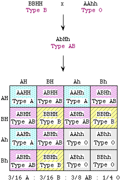 Answer Key To Practice Problems Genetics 371b Autumn 1999