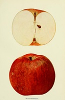 Blue Pearmain illustration from The Apples of New York (1905)