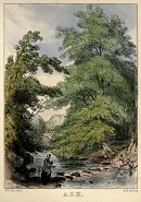 Voices from the woodlands : descriptive of forest trees, ferns, mosses, and lichens / by Mary Roberts [illustrated by Walter Hood Fitch]. Circa 1850.