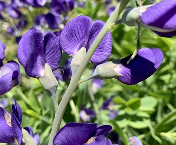 Baptisia australis photo by Paul Rothrock courtesy Intermountainbiota.org