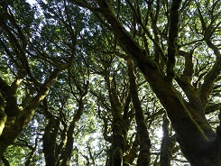 image of Acer macrophyllum by Laura Blumhagen