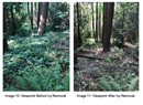 Evaluation of the Well-KEPT English ivy best management practices : in partial fulfillment of the requirements for the degree of Master of Environmental Horticulture / by Whitney Bowman.