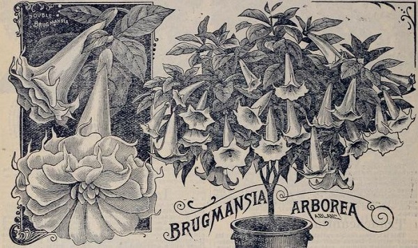 Brugmansia image from John Lewis Childs Rare Flowers, Queens Co. NY, 1898
