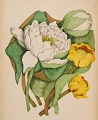 detail from Canadian Wild Flowers, Agnes Fitzgibbon and C.P.
 Traill,1868