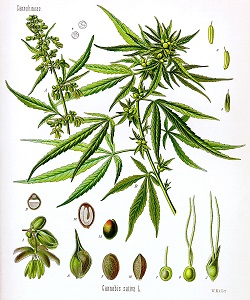 Koehler drawing of Cannabis sativa