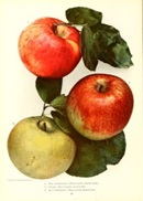 three apples from Chase fruit and flowers in natural colors / Rochester, N.Y, Chase brothers company, [c1922] from Biodiversity Heritage Library