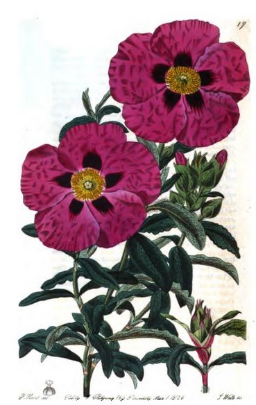 Cistus purpurea illustration from Cistineae: The Natural Order of Cistus, Or Rock-rose