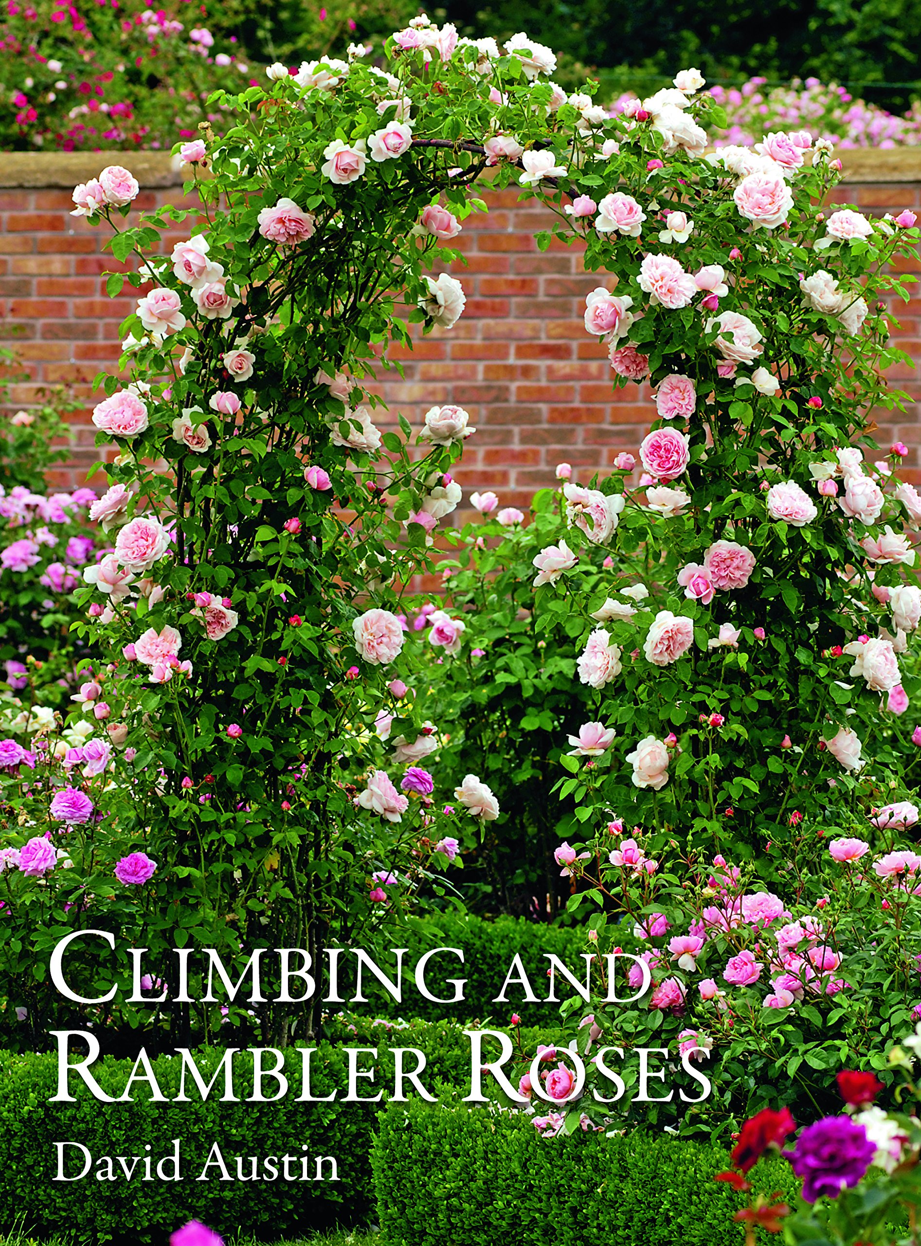 Climbing and rambler roses / David Austin.