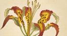 image from Curtis's Botanical Magazine