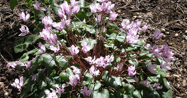 cyclamen image by Yoav Dothan (cropped)