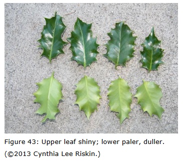 Ilex aquifolia leaf illustration from Cynthia Lee Riskin thesis (2013)