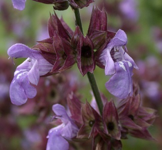 Larry Howard photo of unidentified salvia from Soest Garden bed 6