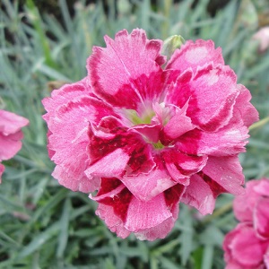 Dianthus 'Heart's Desire'