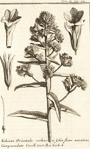 Echium image from Relation d/un Voyage du Levant (1717, Joseph Tournefort)