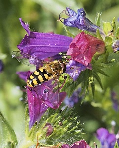 Eupeodes sp. onEchium plantagineum photo by Luis Fernández García