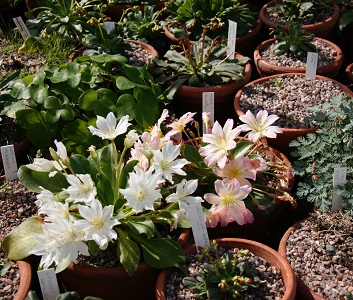 Lewisias at Inshriach Nursery photographed by Brian Thompson