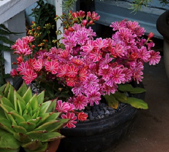 pot of lewisias photographed by Brian Thompson