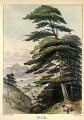 fir illustration from Voices from the Woodlands (before page 323)