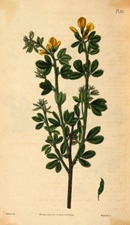 Genista candicans (plate 80) from Dendrologia britannica v.1 (1825)