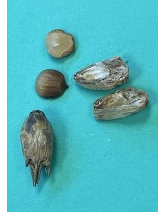 Gundelia seeds (sissi) 