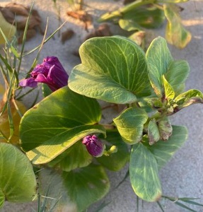 flowering plant in sand