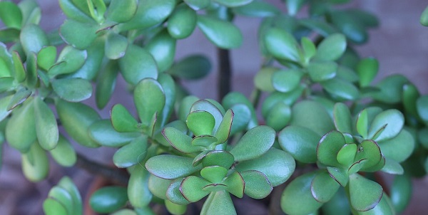 up close of a jade plant