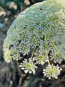 Queen Anne's Lace photo by Jennifer Rose, copyright 2022