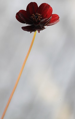 bloom by Kathleen Ashby Atkins