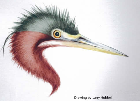 Larry Hubbell drawing
