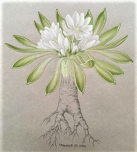 Lewisia brachycalyx by Micheal Moshier